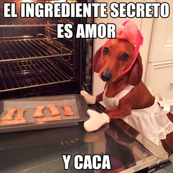 Los Mejores Memes De Perros Para Compartir En Los Estados De Whatsapp Images And Photos Finder 3643