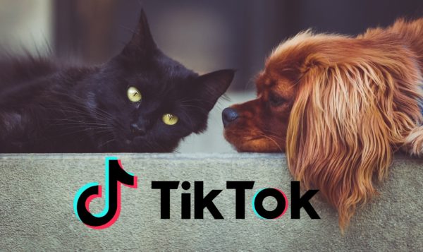 Los Mejores Vídeos De TikTok Con Perros Y Gatos